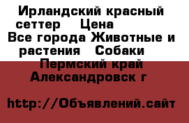 Ирландский красный сеттер. › Цена ­ 30 000 - Все города Животные и растения » Собаки   . Пермский край,Александровск г.